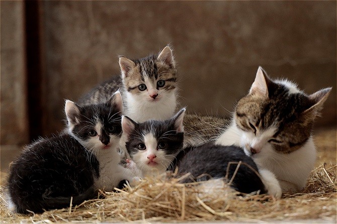 Katzenexpertin Theresa Hübner hilft bei der Erziehung von Kitten (Katzenbabys) - Mutterkatze mit ihren Kitten