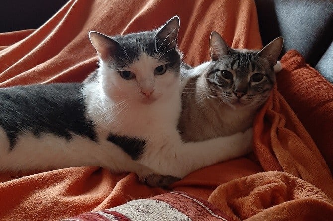 Katzenexpertin Theresa Hübner hilft bei der Katzenvergeselschaftung - zwei Katzen die sich nicht mehr Streiten