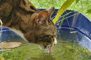 Theresa Hübner von Trick Cats - Kater Lupo beim Trinken am Teich