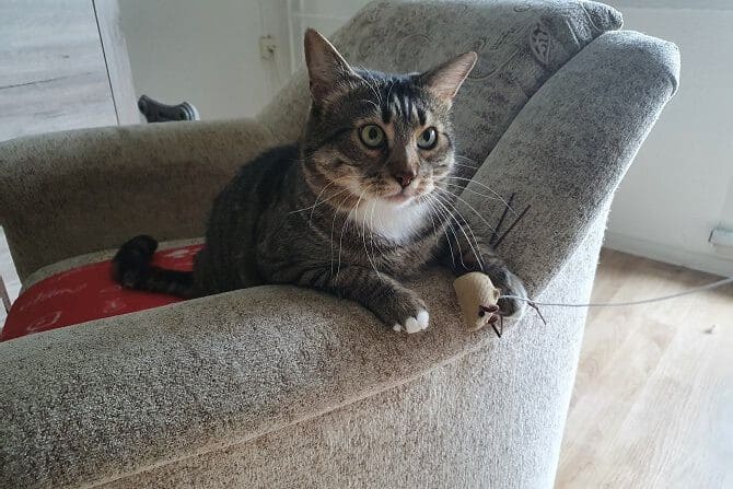 Katzenverhaltensberatung von Theresa Hübner - Katze Zippi spielt mit Spielmaus und Kratzt am Sofa
