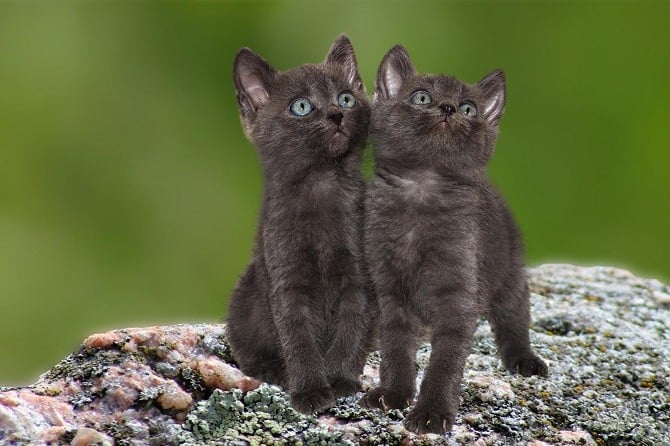 Katzenexpertin Theresa Hübner Hilft bei der Erziehung von Kitten (Katzenbabys) - Zwei Katzenbabys sehen nach Oben