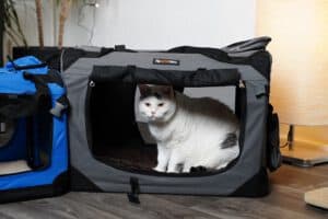 Theresa Hübner hilft beim Transport zum Tierarzt - Katze geht in eine Transportbox